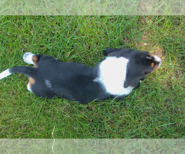 Medium Photo #12 Basset Hound Puppy For Sale in FREMONT, NE, USA