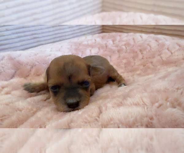 Medium Photo #3 Yorkipoo Puppy For Sale in ARLINGTON, TX, USA