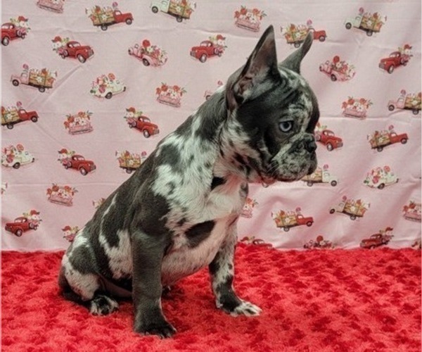 Medium Photo #10 French Bulldog Puppy For Sale in BLAKESBURG, IA, USA