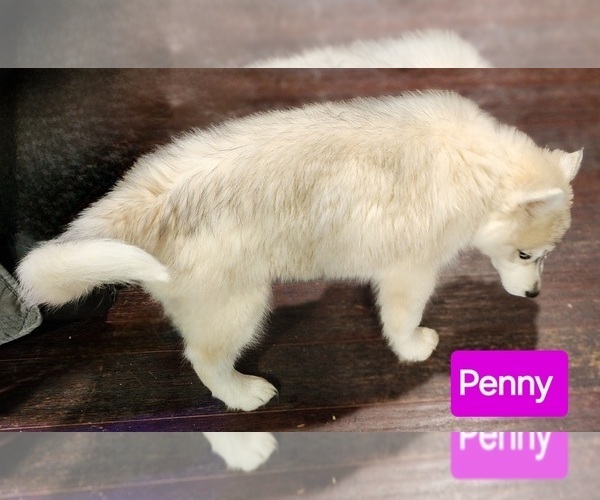 Medium Photo #12 Siberian Husky Puppy For Sale in ASHLAND, MO, USA