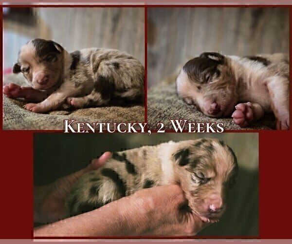Medium Photo #24 Border Collie Puppy For Sale in BROOKFIELD, MO, USA