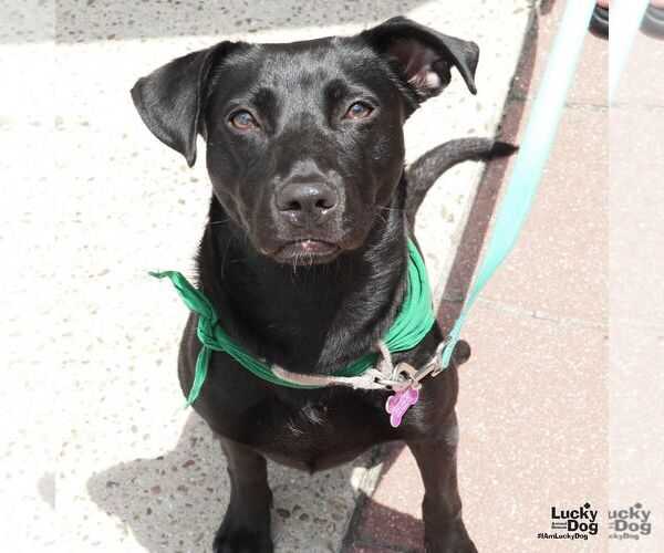 Medium Photo #5 Labrador Retriever-Unknown Mix Puppy For Sale in Washington, DC, USA