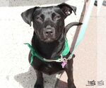 Small #4 Labrador Retriever Mix