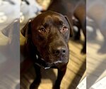 Small #4 Labrador Retriever Mix