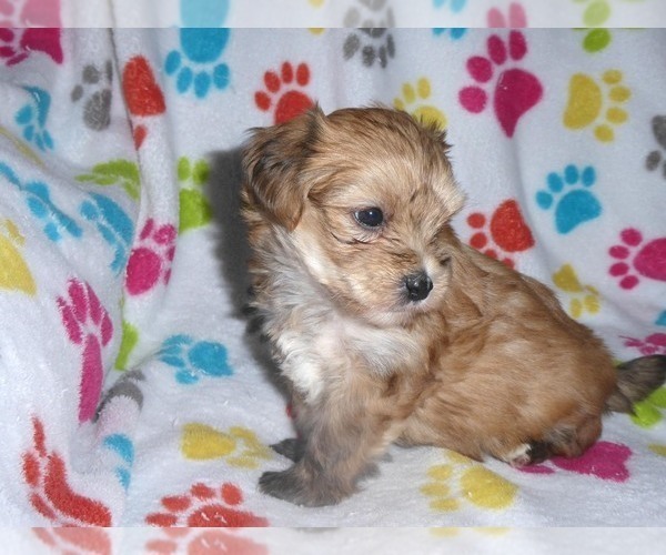 Medium Photo #5 Morkie Puppy For Sale in ORO VALLEY, AZ, USA