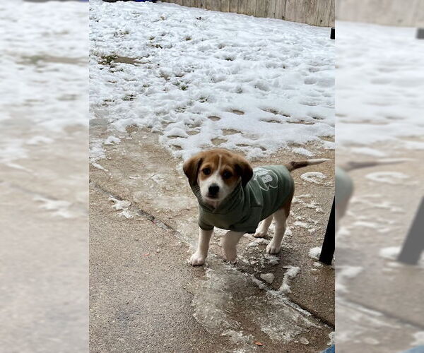 Medium Photo #5 Beagle-Great Pyrenees Mix Puppy For Sale in Plainfield, IL, USA