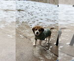 Small #4 Beagle-Great Pyrenees Mix