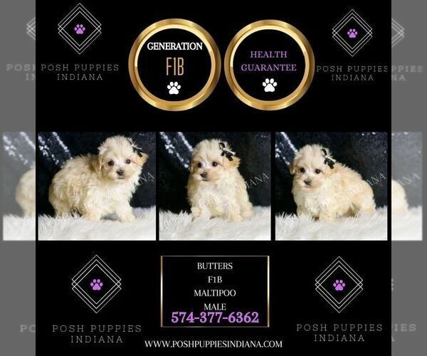 Medium Photo #4 Maltipoo Puppy For Sale in WARSAW, IN, USA