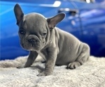 Small Photo #4 French Bulldog Puppy For Sale in SAN ANTONIO, TX, USA