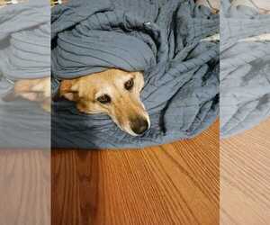 Tyche - Female Mutt Dog for Adoption - Photo #5