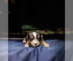 Small #7 Morkie