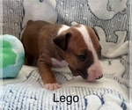 Puppy Lego Bull Terrier