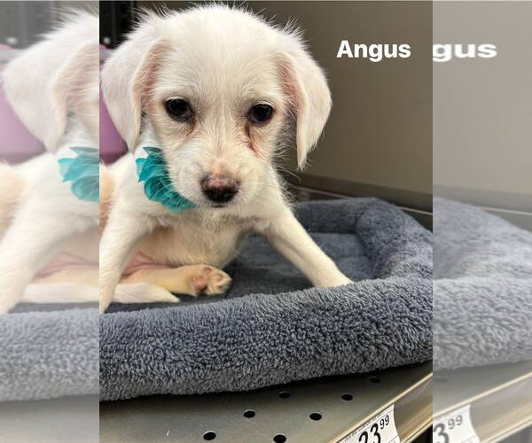 Medium Photo #1 Cheagle Puppy For Sale in Turlock, CA, USA