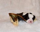 Small Photo #3 Boston Terrier-Cavalier King Charles Spaniel Mix Puppy For Sale in SMITHFIELD, VA, USA