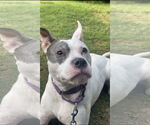 Small #3 Bulldog Mix