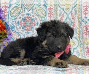 German Shepherd Dog Puppy for sale in LANCASTER, PA, USA