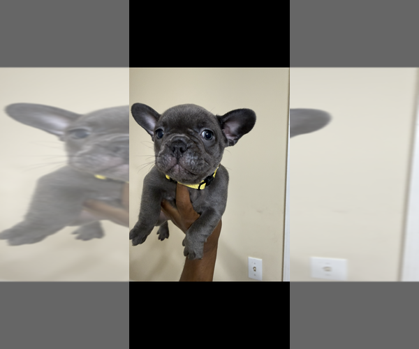 Medium Photo #4 French Bulldog Puppy For Sale in COLUMBUS, GA, USA