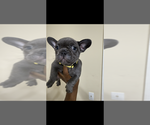 Small #3 French Bulldog