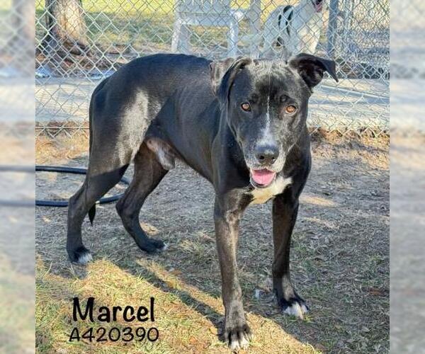 Medium Photo #1 Labrador Retriever-Unknown Mix Puppy For Sale in Conroe, TX, USA