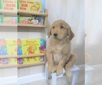 Small Photo #5 Golden Retriever Puppy For Sale in CALIFORNIA, MO, USA