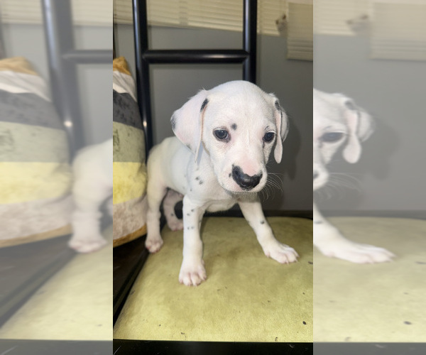Medium Photo #5 Dalmatian Puppy For Sale in DECATUR, GA, USA