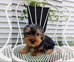 Yorkshire Terrier Puppy for sale in INDIANAPOLIS, IN, USA