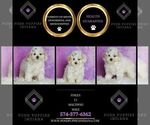 Small #1 Maltipoo (Toy)