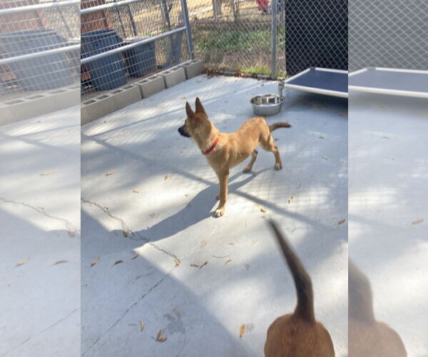 Medium Photo #8 German Shepherd Dog-Unknown Mix Puppy For Sale in San Diego, CA, USA