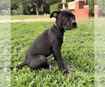 Small Photo #8 Mutt Puppy For Sale in OKLAHOMA CITY, OK, USA