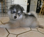 Puppy LJ Pomsky