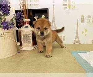 Shiba Inu Puppy for sale in NEW YORK, NY, USA
