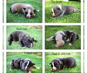 American Bully Puppy for sale in LEESVILLE, SC, USA