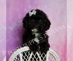 Small Photo #82 Poodle (Toy) Puppy For Sale in WARSAW, IN, USA
