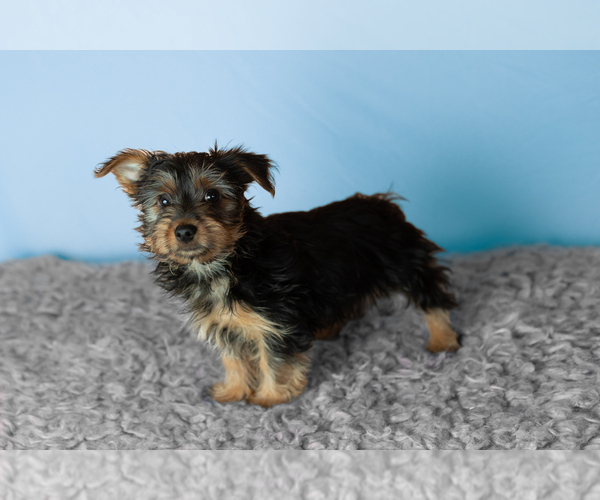 Medium Photo #1 Yorkshire Terrier Puppy For Sale in NAPPANEE, IN, USA