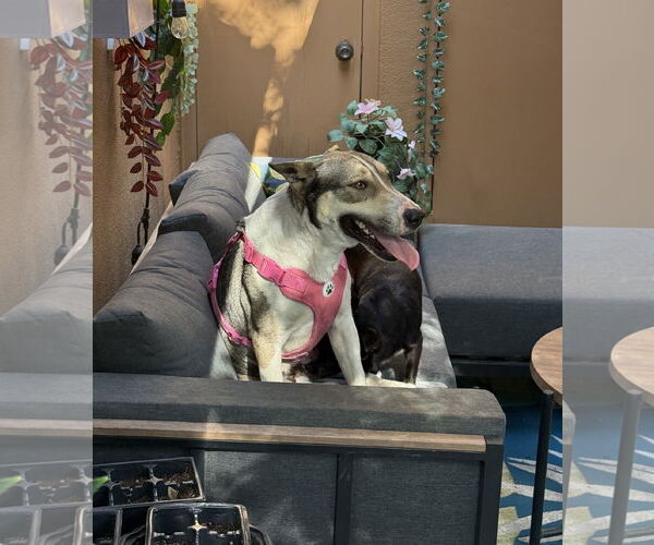 Medium Photo #5 Bull Terrier-Huskies  Mix Puppy For Sale in Davis, CA, USA