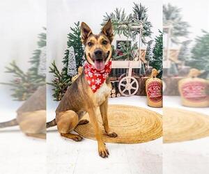 German Shepherd Dog-Unknown Mix Dogs for adoption in Corpus Christi, TX, USA