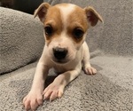 Small #1 Jack Russell Terrier
