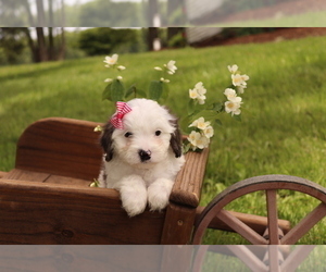Cavapoo Puppy for sale in WEST SALEM, OH, USA