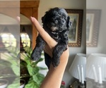 Small #9 English Cream Golden Retriever-Poodle (Miniature) Mix