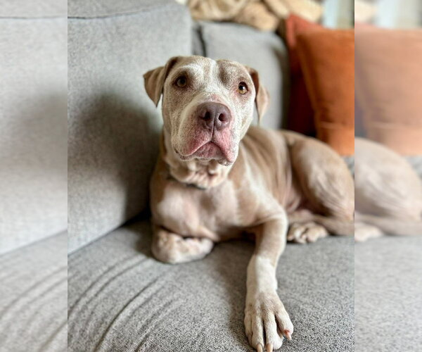 Medium Photo #14 American Staffordshire Terrier-Unknown Mix Puppy For Sale in Lakewood, CO, USA