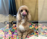 Small #6 Poodle (Miniature)