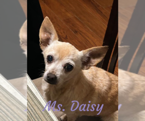 Chihuahua-Unknown Mix Dogs for adoption in Cranston, RI, USA