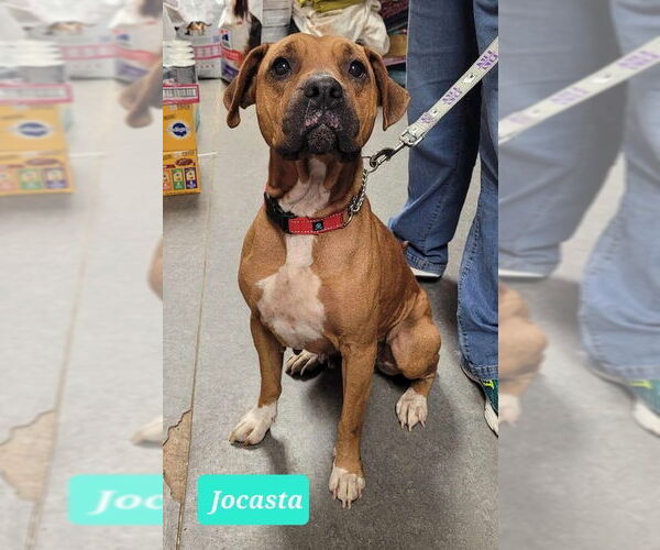 Medium Photo #1 Boxer-Rhodesian Ridgeback Mix Puppy For Sale in Richmond, IN, USA