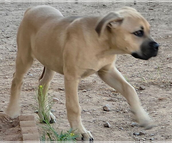 Medium Photo #4 Mutt Puppy For Sale in Goodyear, AZ, USA