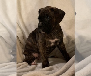 Boxer Puppy for sale in CLAREMORE, OK, USA
