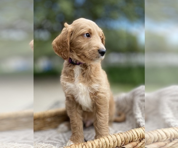 Medium Photo #6 Goldendoodle Puppy For Sale in SAN ANTONIO, TX, USA