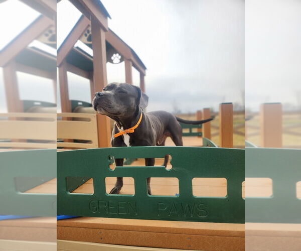 Medium Photo #18 American Pit Bull Terrier Puppy For Sale in Chestertown, MD, USA