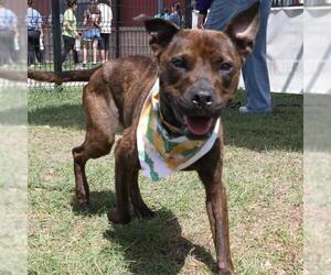 American Staffordshire Terrier-Unknown Mix Dogs for adoption in San Antonio, TX, USA