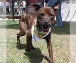 Small American Staffordshire Terrier Mix