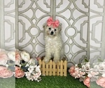 Small Photo #4 Poodle (Toy) Puppy For Sale in MORRIS CHAPEL, TN, USA